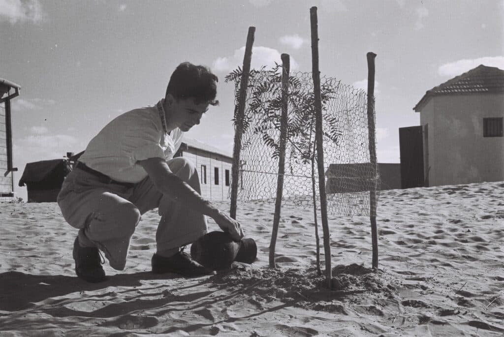 חבר קיבוץ אורים שותל עץ ביולי 1947. כמה חודשים לפני כן לא היה ברור אם יגיעו לרגע הזה. צילום: זולטן קלוגר, לע"מ 